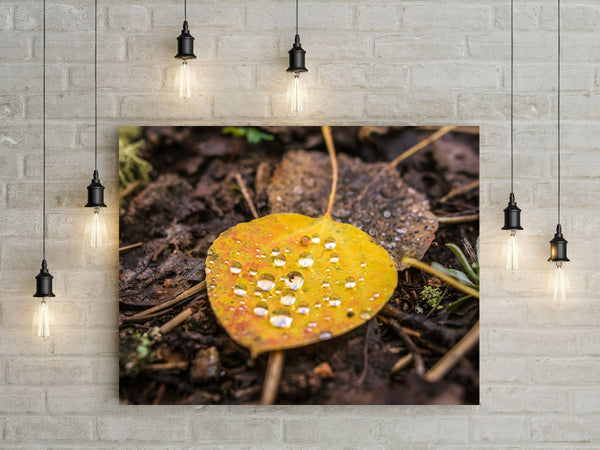 Autumn Aspen Leaf and Droplets Photo Print Colorado Wall Art