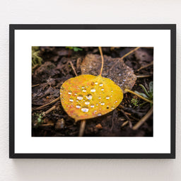 Autumn Aspen Leaf and Droplets Photo Print Colorado Wall Art