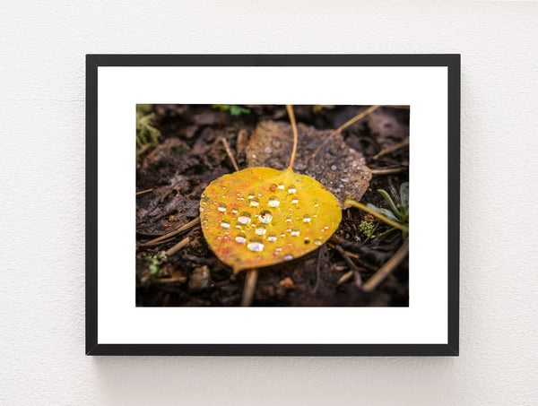 Autumn Aspen Leaf and Droplets Photo Print Colorado Wall Art