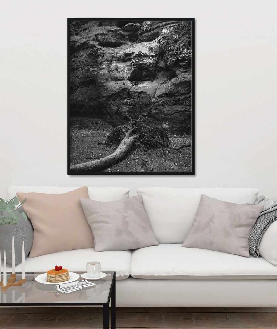 Hear This Fallen Tree Ohio Black and White Photo Print -