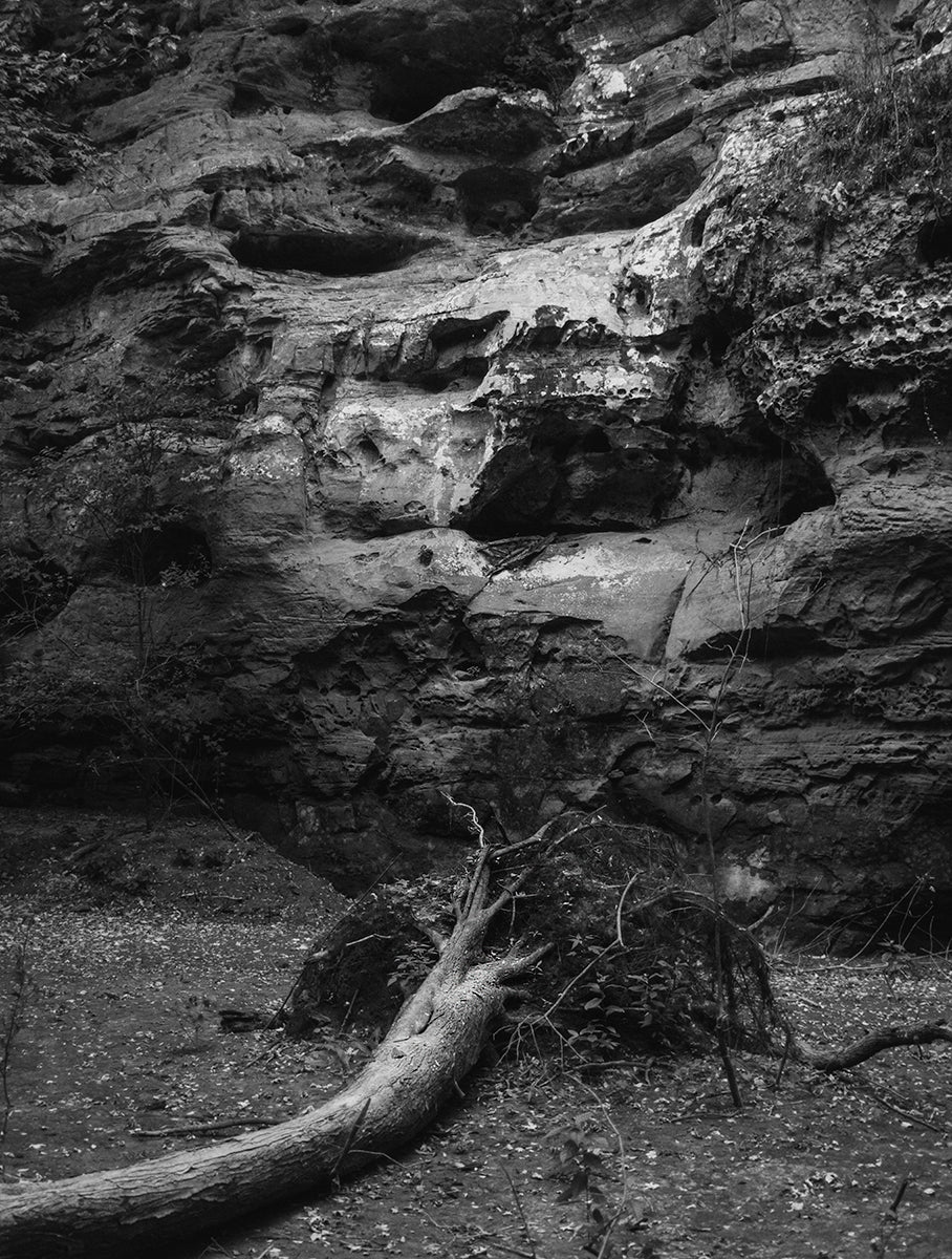 Hear This Fallen Tree Ohio Black and White Photo Print -