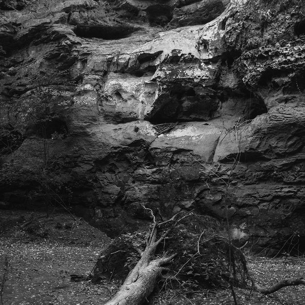 Hear This Fallen Tree Ohio Black and White Photo Print -