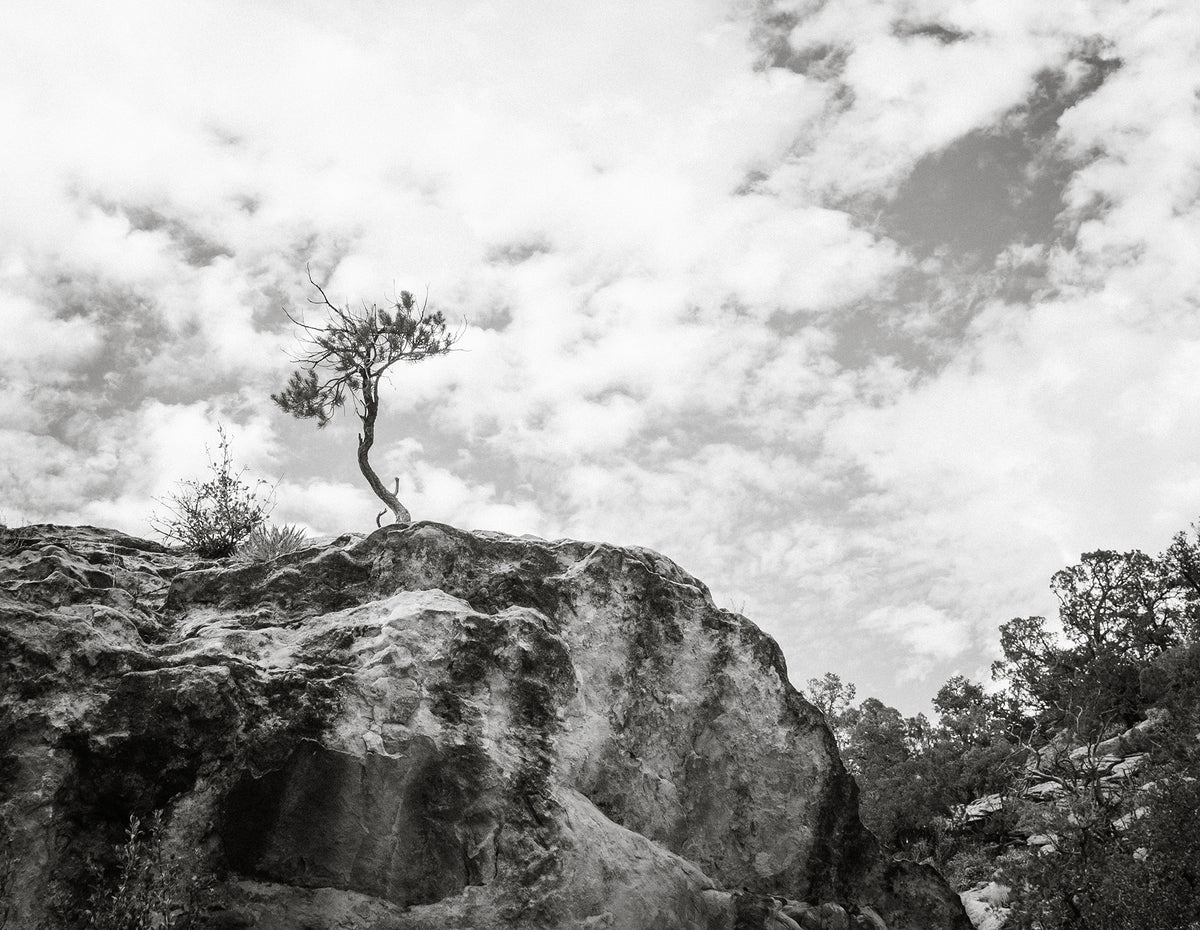 Lone Tree Utah Black and White Photo Print - Photography