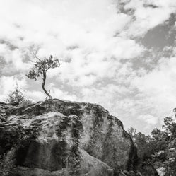Lone Tree Utah Black and White Photo Print - Photography