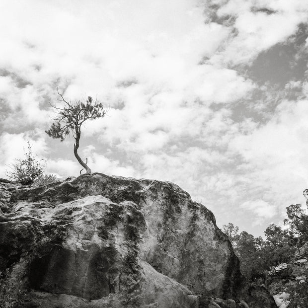 Lone Tree Utah Black and White Photo Print - Photography