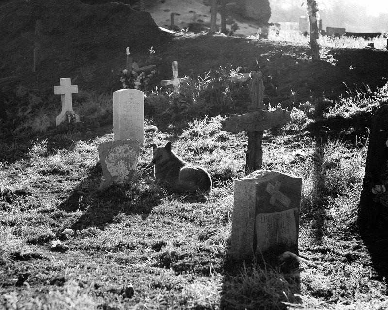Man's Best Friend Dog and Cemetery Photographic Print -