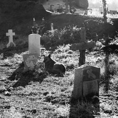 Man's Best Friend Dog and Cemetery Photographic Print -