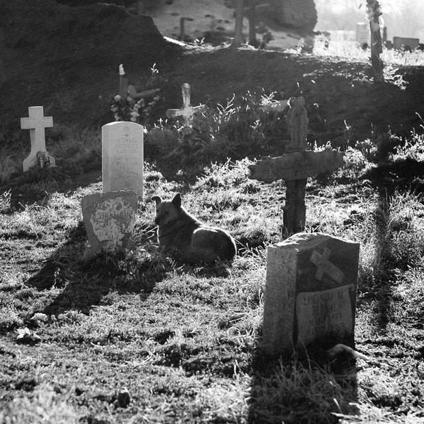 Man's Best Friend Dog and Cemetery Photographic Print -