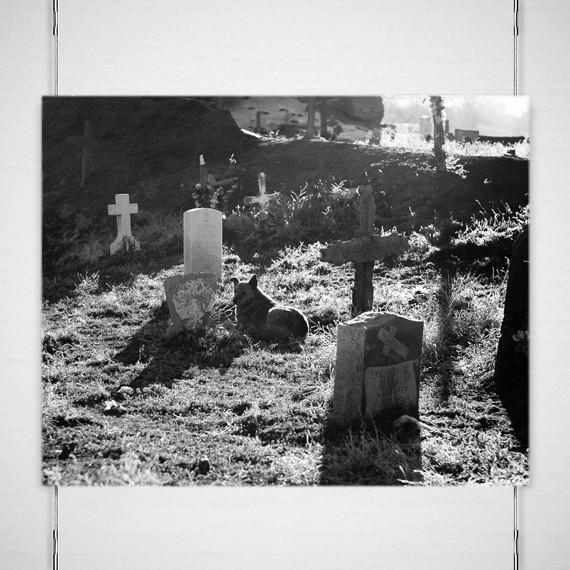 Man's Best Friend Dog and Cemetery Photographic Print -
