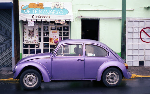Purple Bug Photo Print Mexico - Lomography - Photography