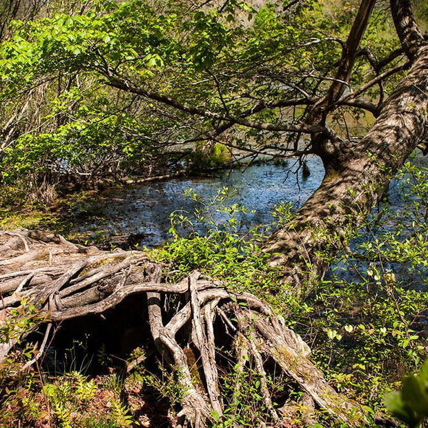Mississippi Tree Roots Wall Art Print - Photography