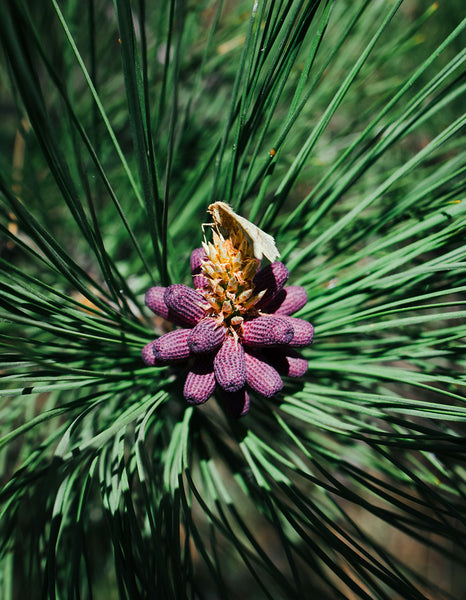Pine Flower and Moth Nature Photo Print - Photography