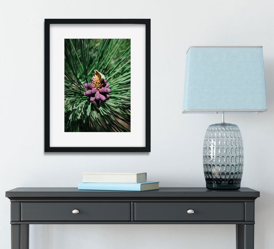 Pine Flower and Moth Nature Photo Print - Photography