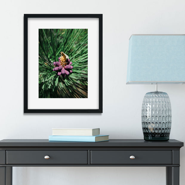 Pine Flower and Moth Nature Photo Print - Photography