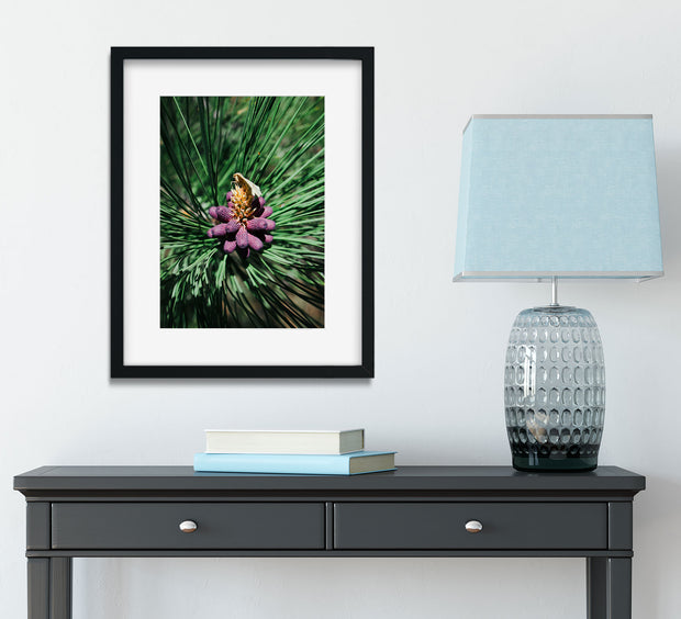 Pine Flower and Moth Nature Photo Print - Photography