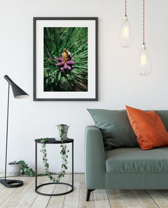 Pine Flower and Moth Nature Photo Print - Photography
