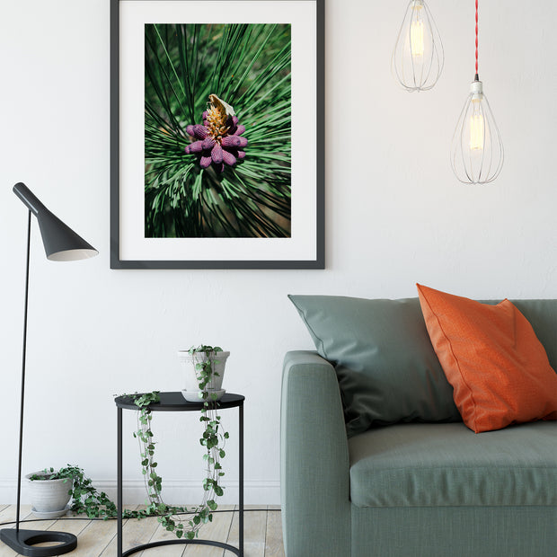Pine Flower and Moth Nature Photo Print - Photography