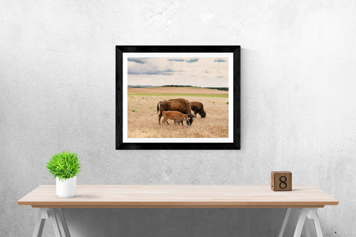 Bison Photo Print Family on the Plains Wildlife Photography