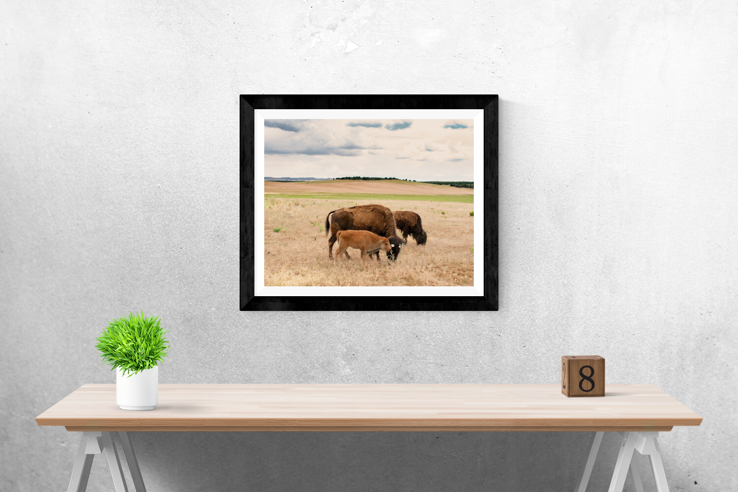 Bison Photo Print Family on the Plains Wildlife Photography