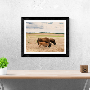 Bison Photo Print Family on the Plains Wildlife Photography