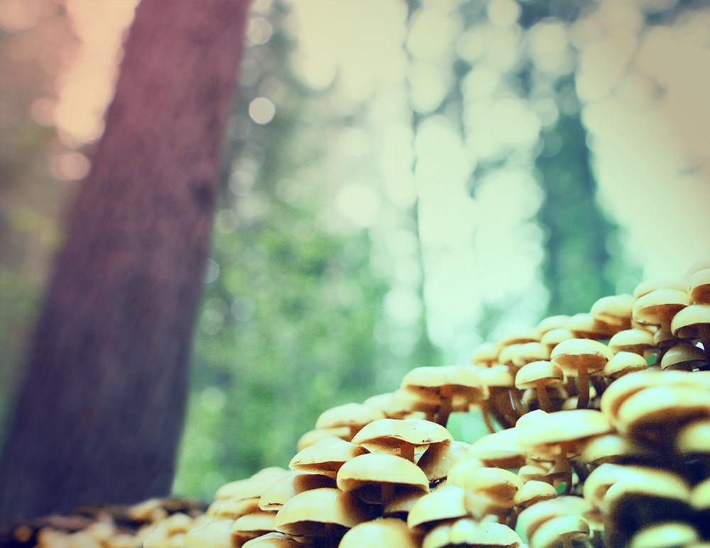 Mushrooms in the Redwoods, Fine Art Photography Lost Kat Photography