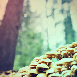 Mushrooms in the Redwoods, Fine Art Photography Lost Kat Photography