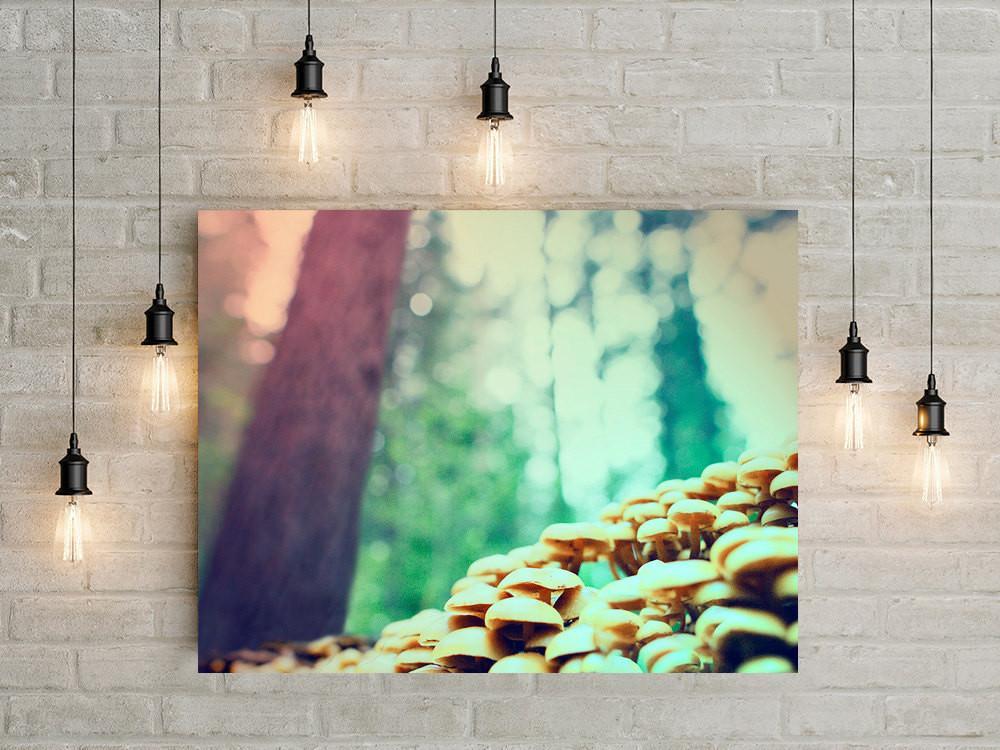 Mushrooms in the Redwoods, Fine Art Photography Lost Kat Photography