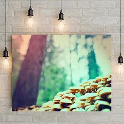 Mushrooms in the Redwoods, Fine Art Photography Lost Kat Photography