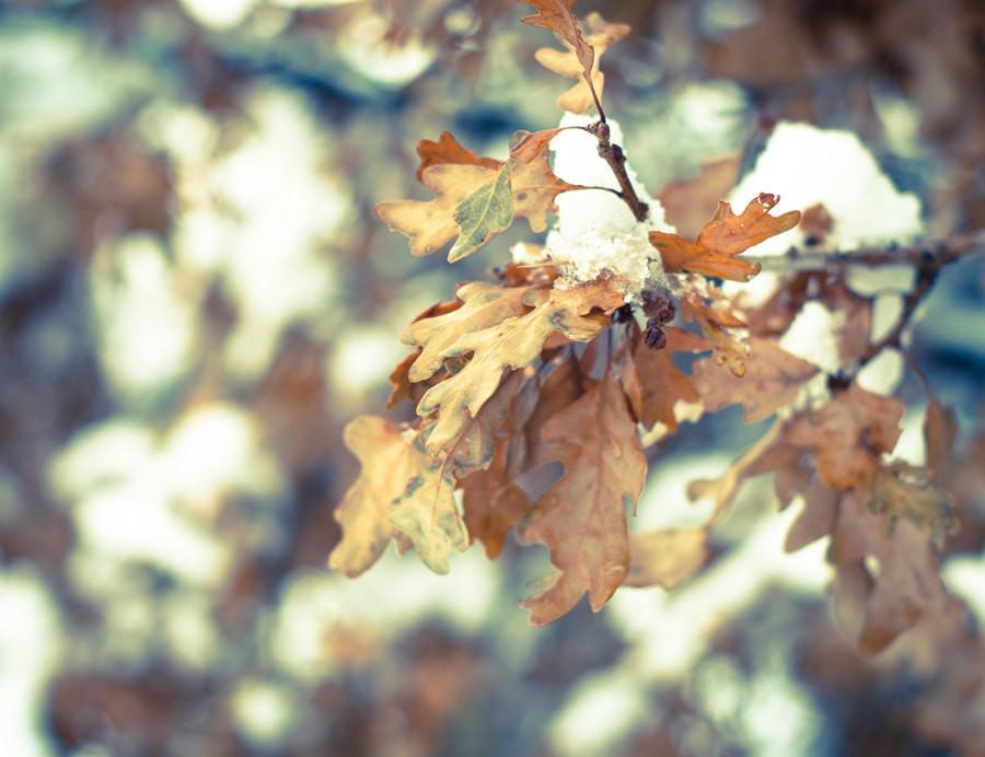 Oak Leaves, Colorado Winter Photography - Fine Art Print Lost Kat Photography