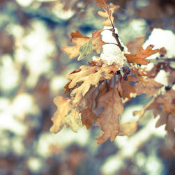 Oak Leaves, Colorado Winter Photography - Fine Art Print Lost Kat Photography