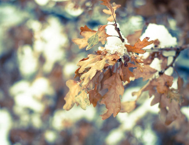 Oak Leaves, Colorado Winter Photography - Fine Art Print Lost Kat Photography