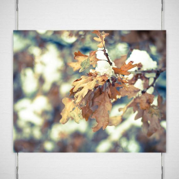 Oak Leaves, Colorado Winter Photography - Fine Art Print Lost Kat Photography