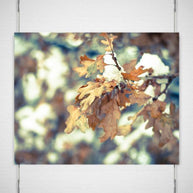 Oak Leaves, Colorado Winter Photography - Fine Art Print Lost Kat Photography