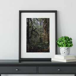 The Mysterious Forest Olympic National Park Art Print -