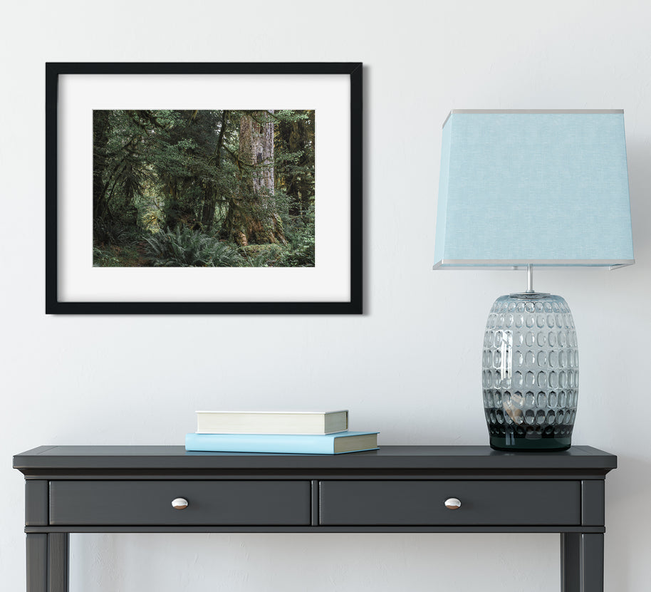 Where Forest Meets Magic Olympic National Park Photography