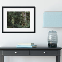 Where Forest Meets Magic Olympic National Park Photography