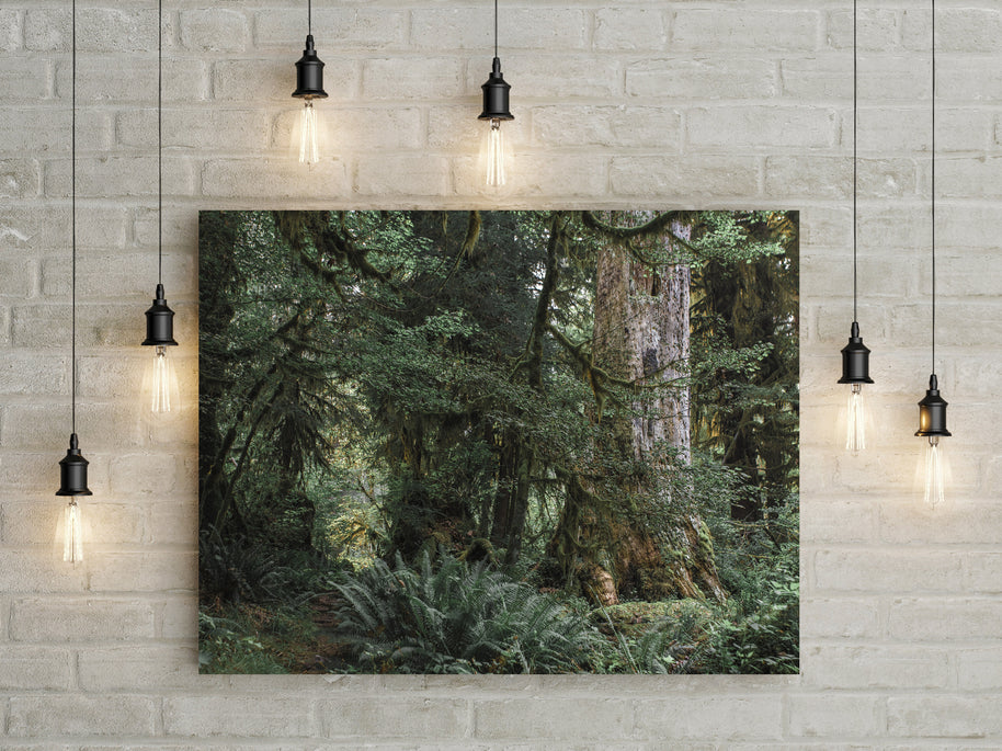 Where Forest Meets Magic Olympic National Park Photography
