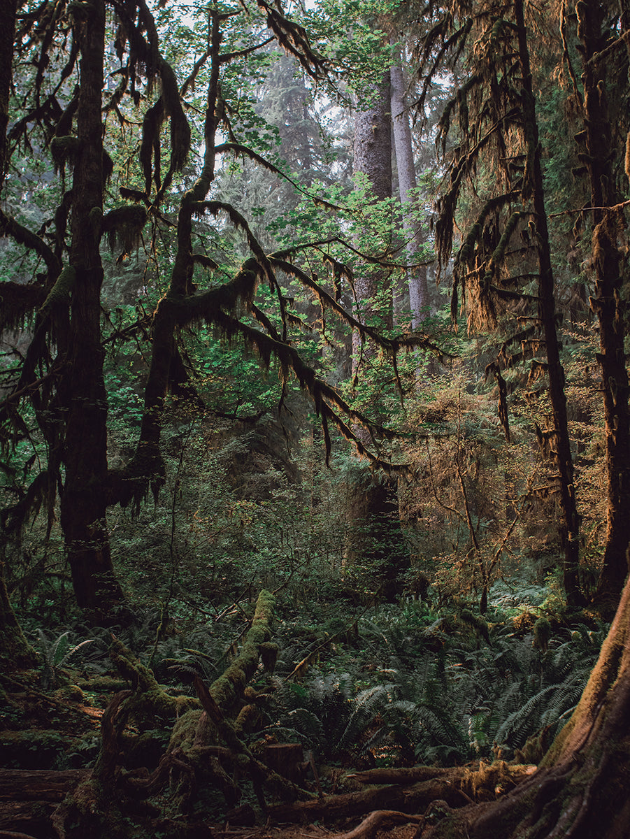 The Mysterious Forest Olympic National Park Art Print -