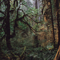 The Mysterious Forest Olympic National Park Art Print -