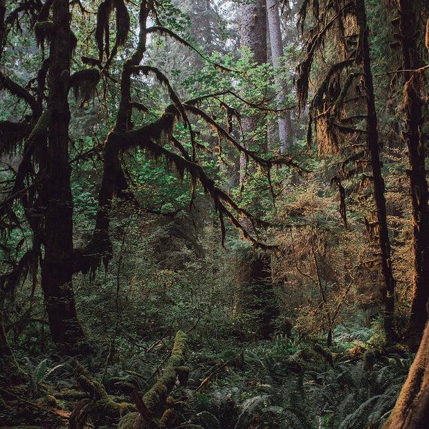 The Mysterious Forest Olympic National Park Art Print -