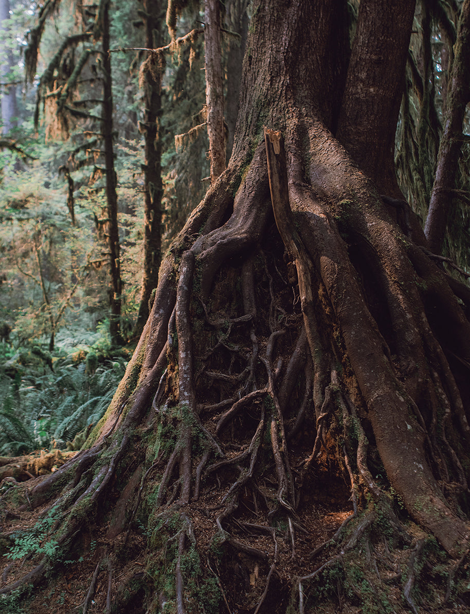 These Roots Run Deep and Wide Olympic National Park Photo
