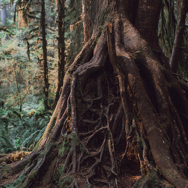These Roots Run Deep and Wide Olympic National Park Photo