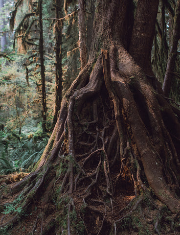 These Roots Run Deep and Wide Olympic National Park Photo