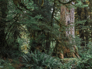 Where Forest Meets Magic Olympic National Park Photography