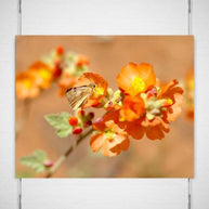 Orange Butterfly Print, Coral Pink Sand Dunes, Utah Lost Kat Photography