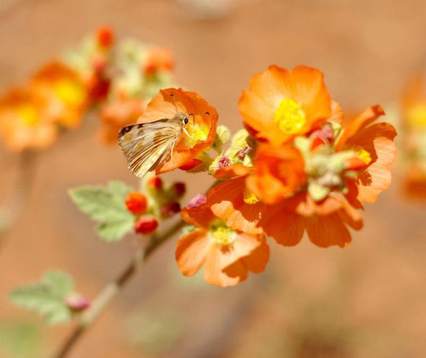 Orange Butterfly Print, Coral Pink Sand Dunes, Utah Lost Kat Photography