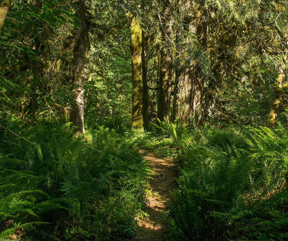 Hike in the Ferns, Mt Hood Oregon Nature Photography