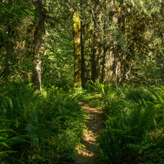 Hike in the Ferns, Mt Hood Oregon Nature Photography