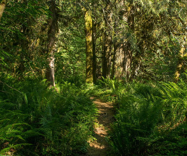 Hike in the Ferns, Mt Hood Oregon Nature Photography
