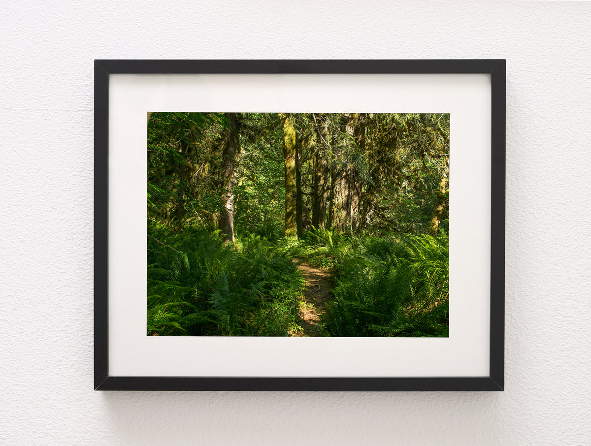 Hike in the Ferns, Mt Hood Oregon Nature Photography